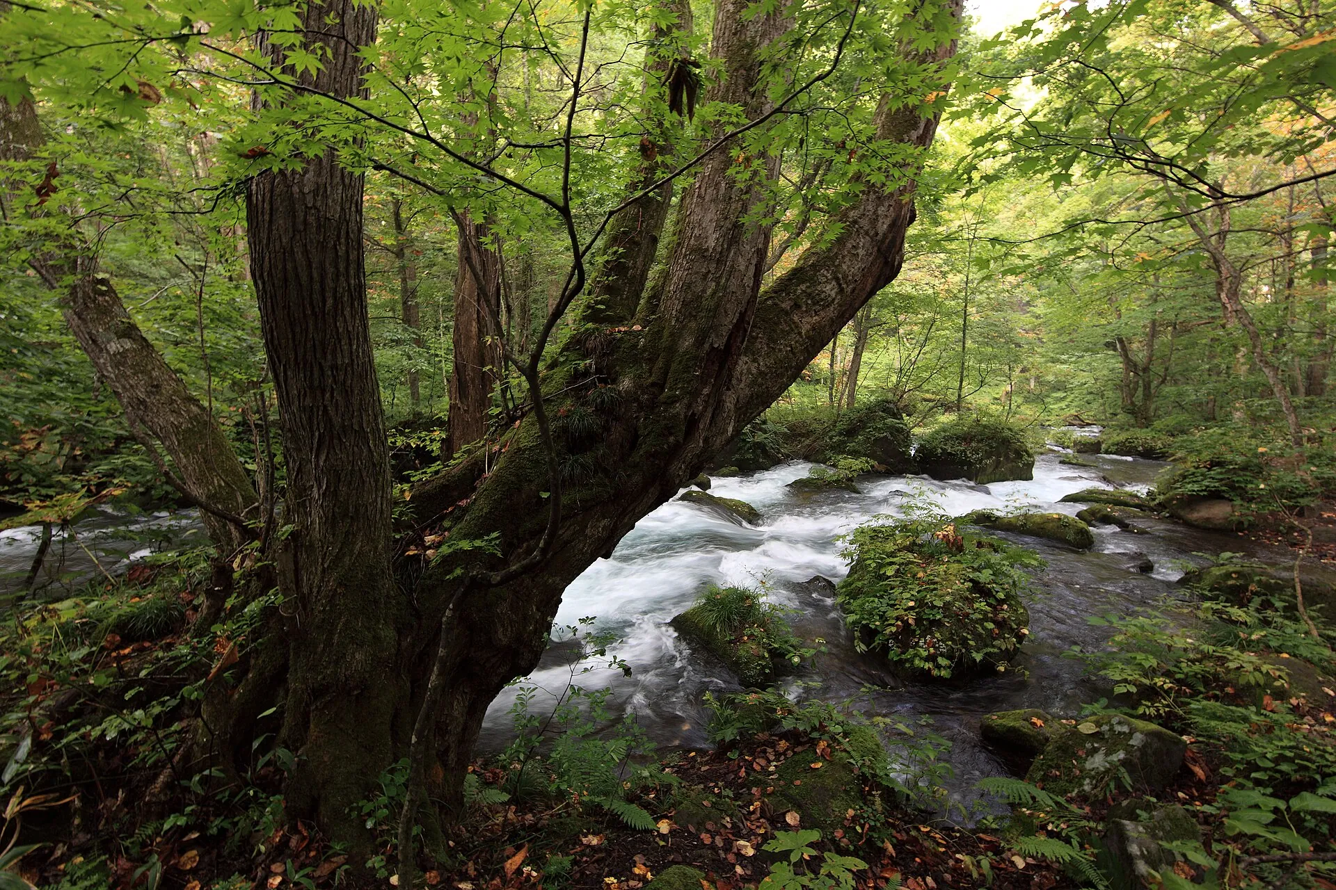 Suối Oirase, Towada, Aomori