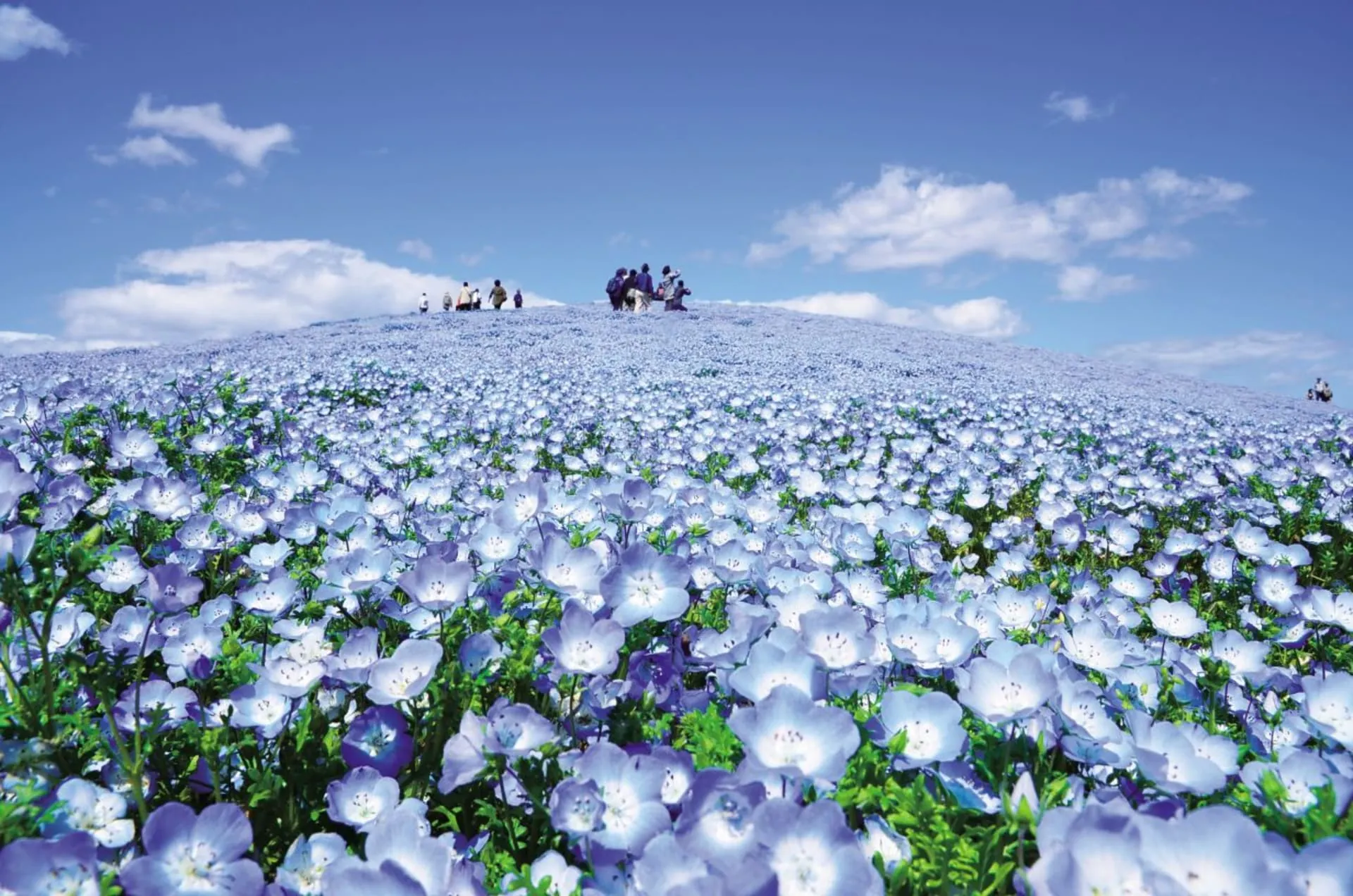 Mùa hoa nemophila xanh tại Hitachi Seaside Park, Ibaraki