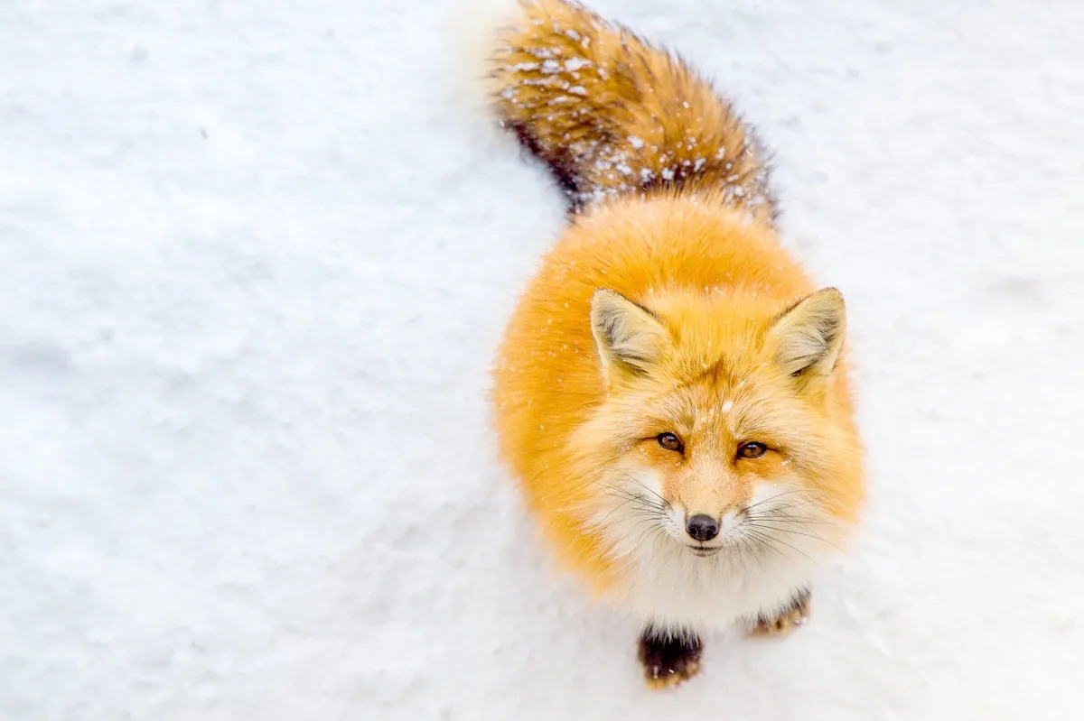 Cáo trên tuyết · Minh họa Zao Fox Village