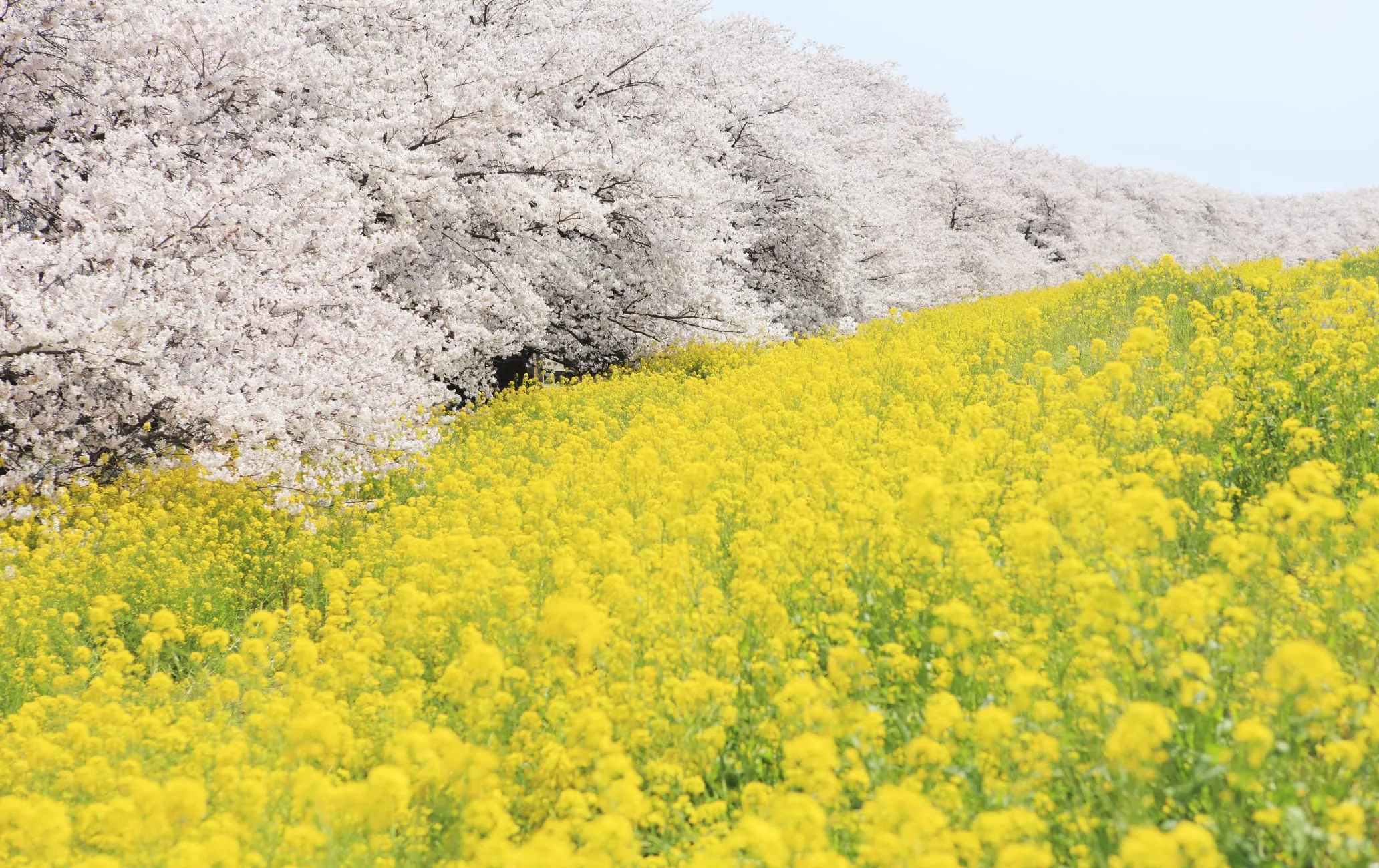 Hoa anh đào và hoa cải vàng ở Kumagaya Sakura Tsutsumi, Saitama